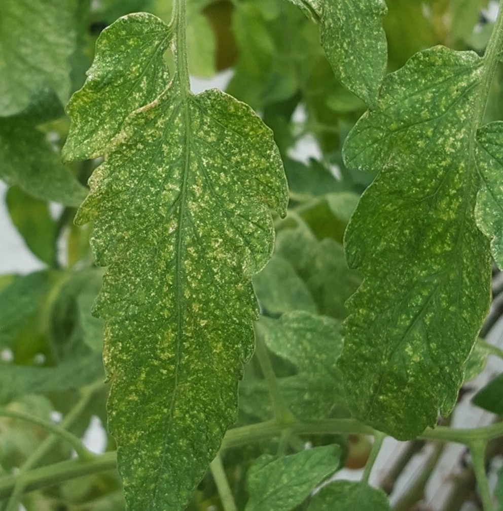 Green tomato leaves with white specks. 